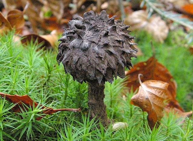 La grande siccita''....ma qui i funghi spuntano lo stesso !